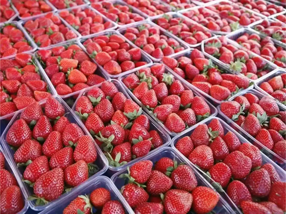 Egyptian Strawberries Export Packaging Fresh Egyptian strawberries packed in export-ready wholesale trays
